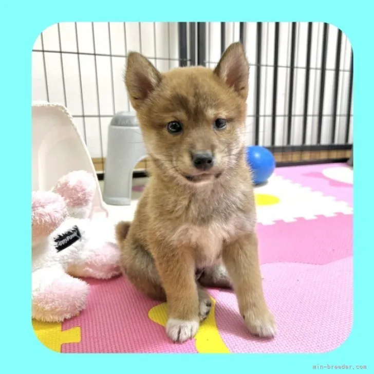 ID：2304-00986の子犬