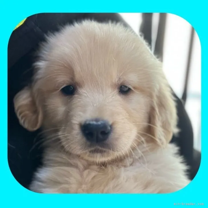 ID:2303-02017の子犬