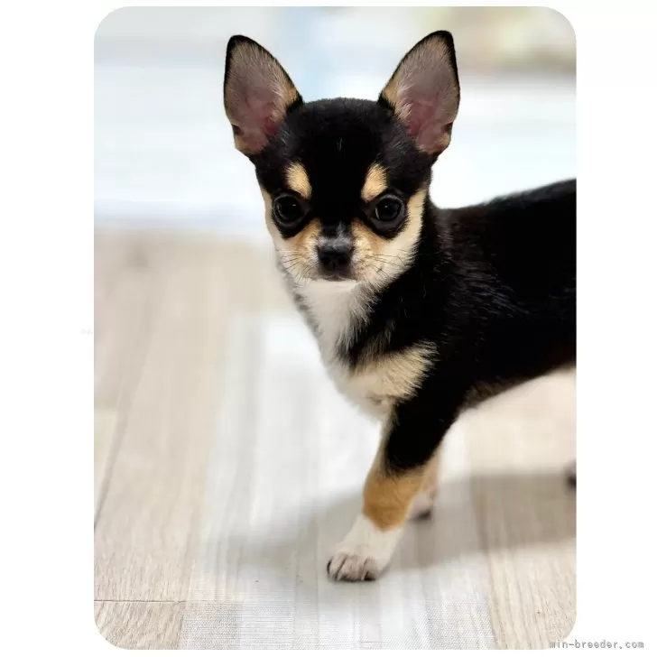 ID:2406-03270の子犬