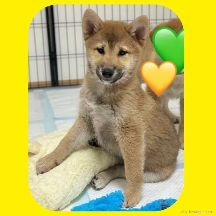 ID：2301-02349の子犬