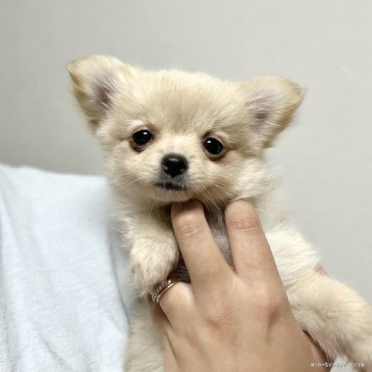 dog_img_1_b8e88f0f0026.jpg