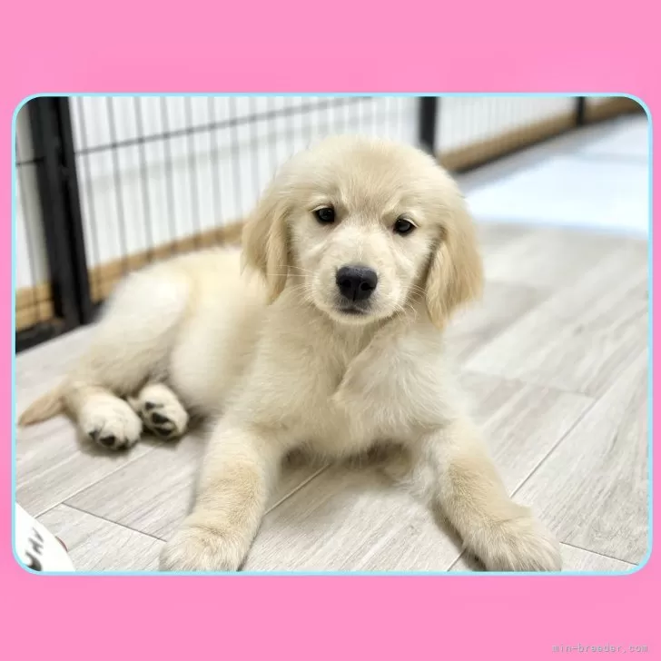 ID：2407-03503の子犬