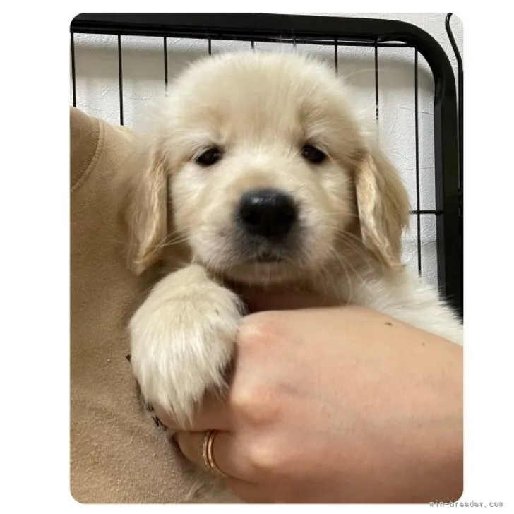 ID：2307-01396の子犬
