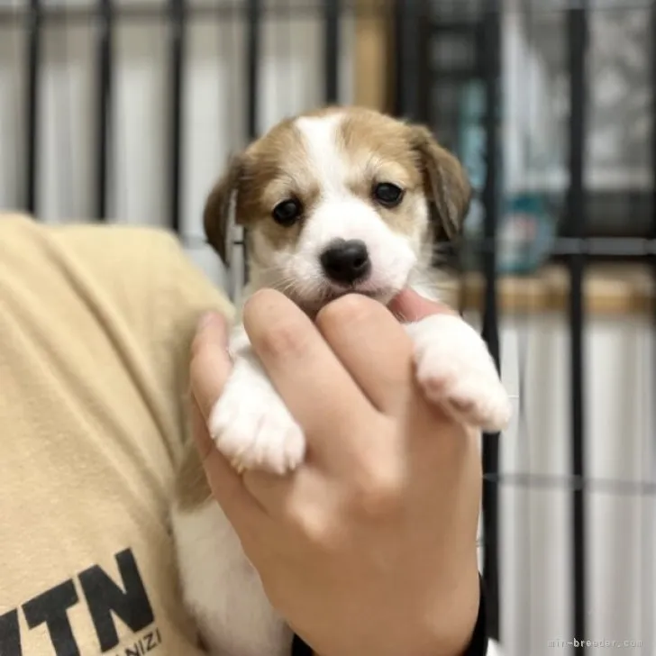 ID:2310-04673の子犬