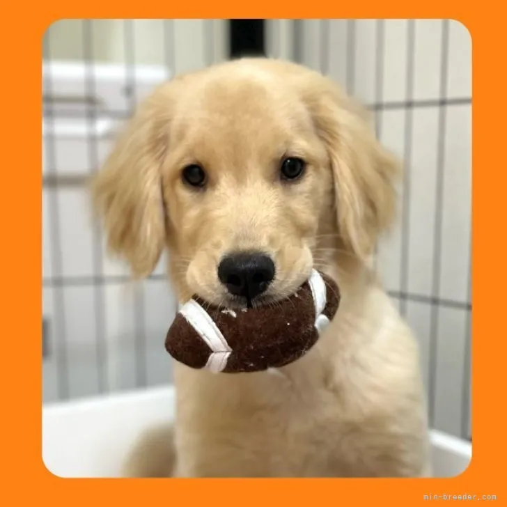 ID:2304-05856の子犬