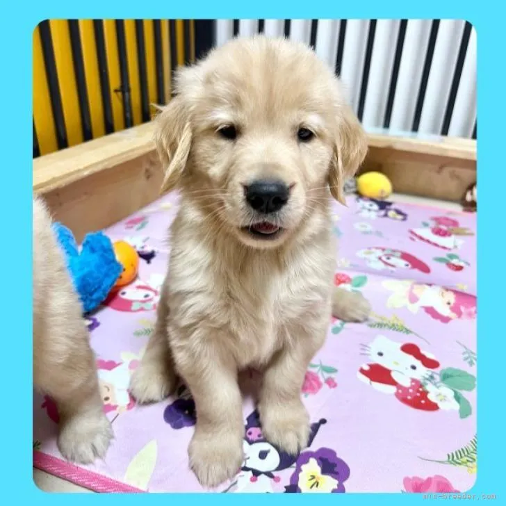 ID:2210-01309の子犬