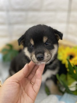 柴犬(標準サイズ)【京都府・男の子・2021年6月27日・黒】の写真「マイペースな男の子🌈」