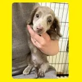 ミニチュアダックスフンド(ロング)【京都府・男の子・2023年1月22日・イザベラソリッド】の写真4「2023/04/13📸」