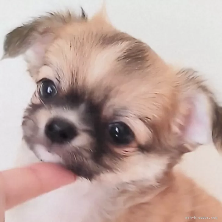 ID：2507-01600の子犬