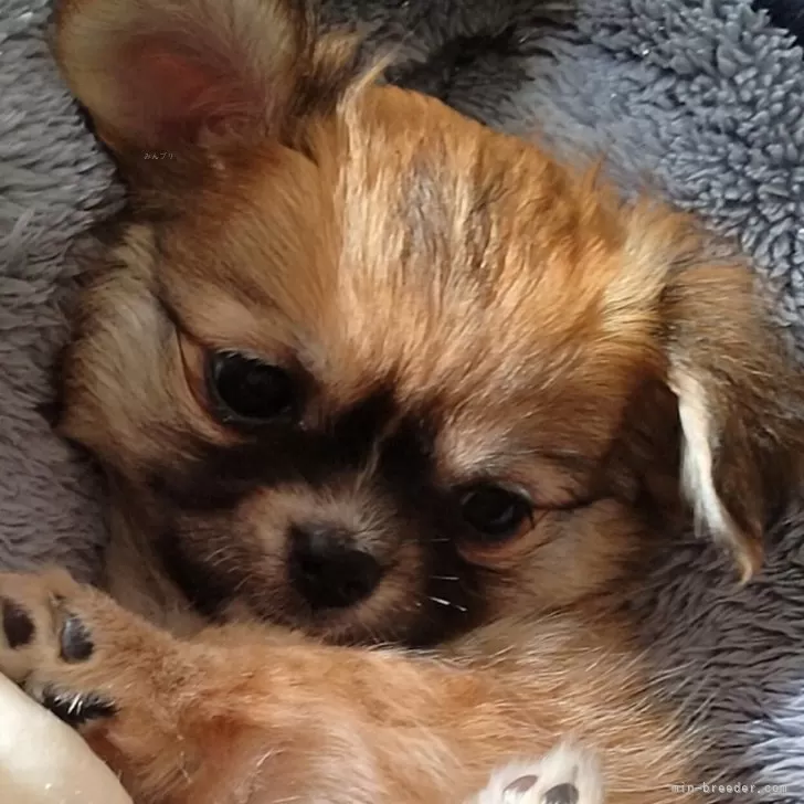 ID:2412-00740の子犬