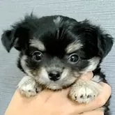チワワ(ロング)