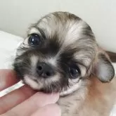 チワワ(ロング)
