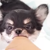 チワワ(ロング)