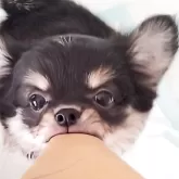 チワワ(ロング)
