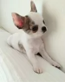 チワワ(スムース)【岡山県・男の子・2024年10月25日・パーティー (ホワイト&ブリンドル)】の写真5「ほにょほにょしたマイペースな感じも堪りません🥴💕12/22📷✨」