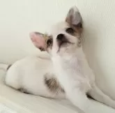 チワワ(スムース)【岡山県・男の子・2024年10月25日・パーティー (ホワイト&ブリンドル)】の写真4「恐怖心より好奇心✨でも、落ち着きのないタイプではありません🤓💓12/22📷✨」