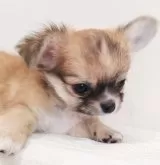 チワワ(ロング)【岡山県・男の子・2025年6月4日・レッド&ホワイト】の写真5「一生懸命聞いてくれる素直な性格💕覚えも早くトイレも完璧🥰✨8/7📷✨」