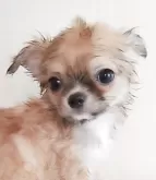 チワワ(ロング)【岡山県・男の子・2025年6月4日・レッド&ホワイト】の写真7「いっぱい可愛がって貰って幸せになってね🥰💓(お迎え前のシャンプー🫧)8/19📷✨」