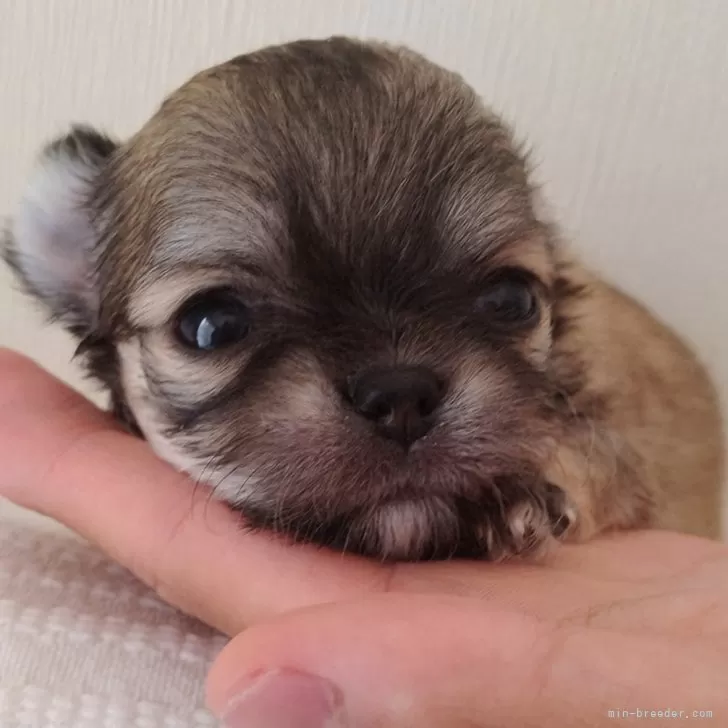 ID:2407-07373の子犬