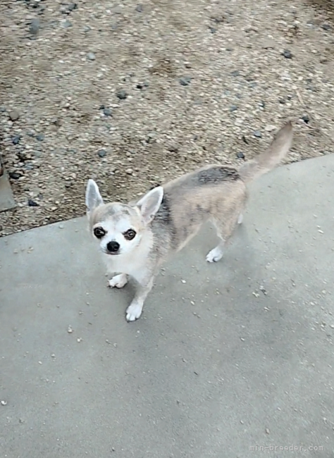 チワワ(スムース)【・女の子・2020年8月16日・ブリンドル】「賢く優しく愛情深い最高のママです 🥰💕」