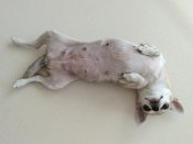 チワワ(スムース)【・女の子・2020年8月16日・ブリンドル】「直ぐに お腹を見せてぐーぐーお鼻を鳴らして甘えてくれます🥰💕」