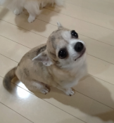 チワワ(スムース)【・女の子・2020年8月16日・ブリンドル】「愛情いっぱいの大好きを沢山伝えてくれる可愛い子🥰💕」