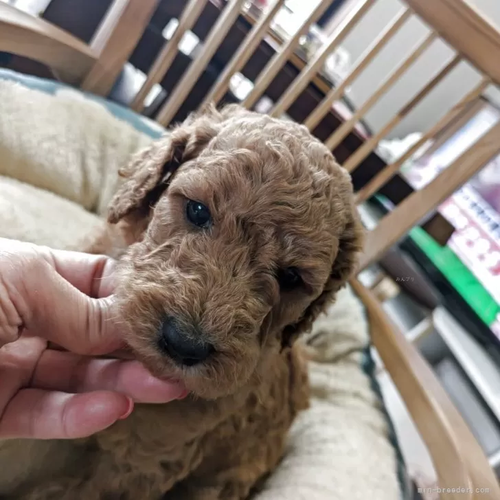 ID：2504-01493の子犬