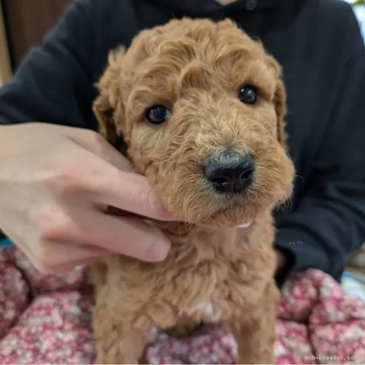 ムラ 様のお迎えした子犬