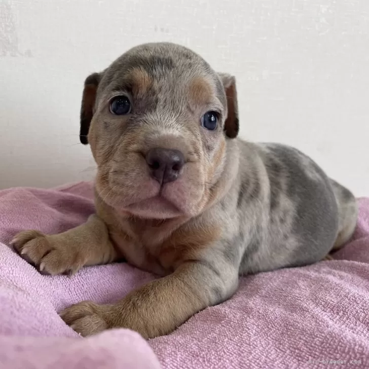 ID：2510-02311の子犬