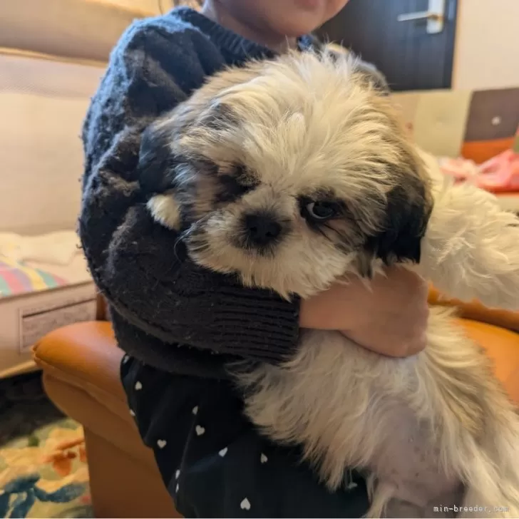 ID：2503-02889の子犬