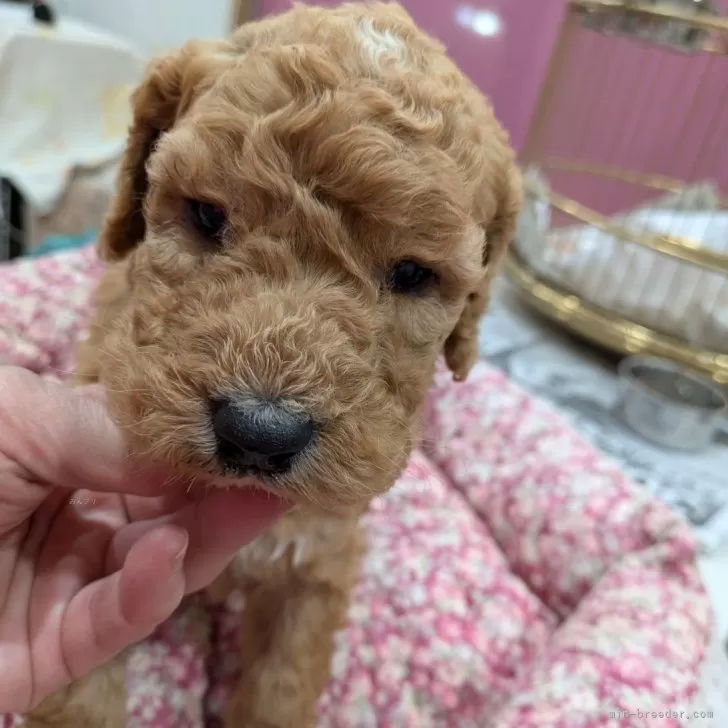 ID：2602-03724の子犬