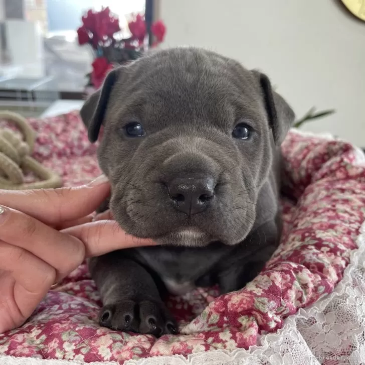 ID:2502-05435の子犬