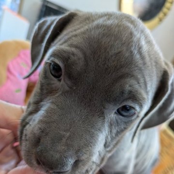 アメリカンピットブルテリア【愛知県・女の子・2024年10月3日・ブルー】の写真「お父さん遺伝子検査クリア」