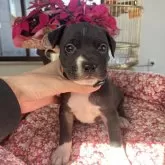 アメリカンピットブルテリア