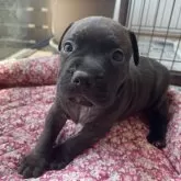 アメリカンピットブルテリア【愛知県・男の子・2025年4月5日・ブリンドル】の写真1