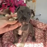 アメリカンピットブルテリア