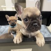 フレンチブルドッグ