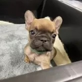 フレンチブルドッグ