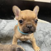 フレンチブルドッグ