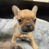 フレンチブルドッグ