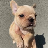 フレンチブルドッグ