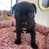 アメリカンピットブルテリア【愛知県・男の子・2025年4月5日・ブリンドル】の写真3