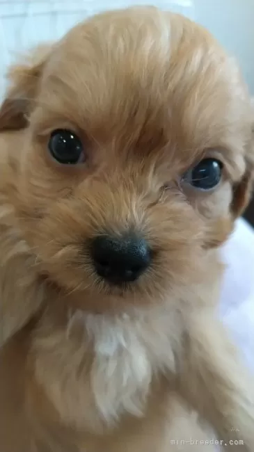 ID:2401-00242の子犬