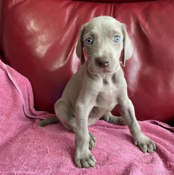 ID：2208-01526の子犬