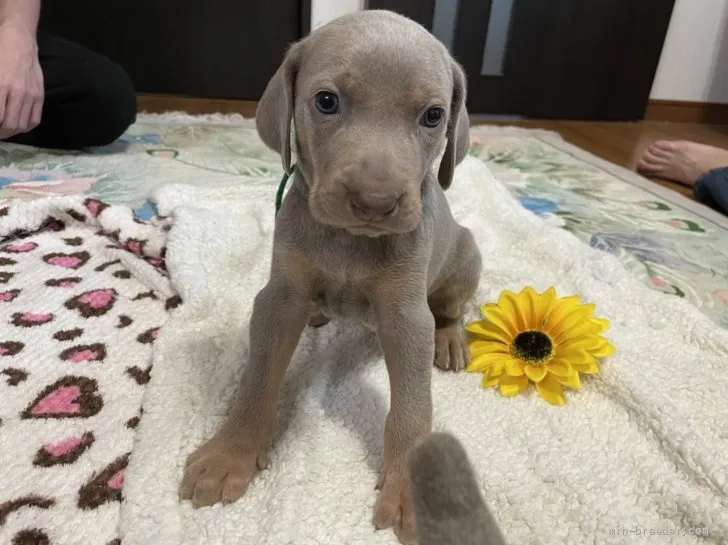 ID:2111-02233の子犬
