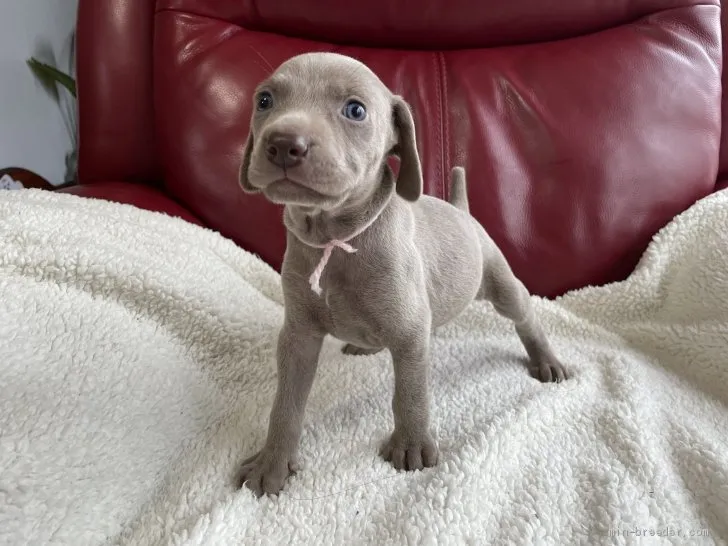 ID:2105-02101の子犬