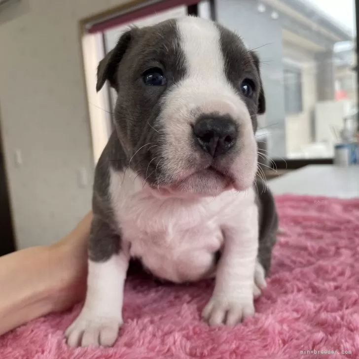 ID:2404-03810の子犬
