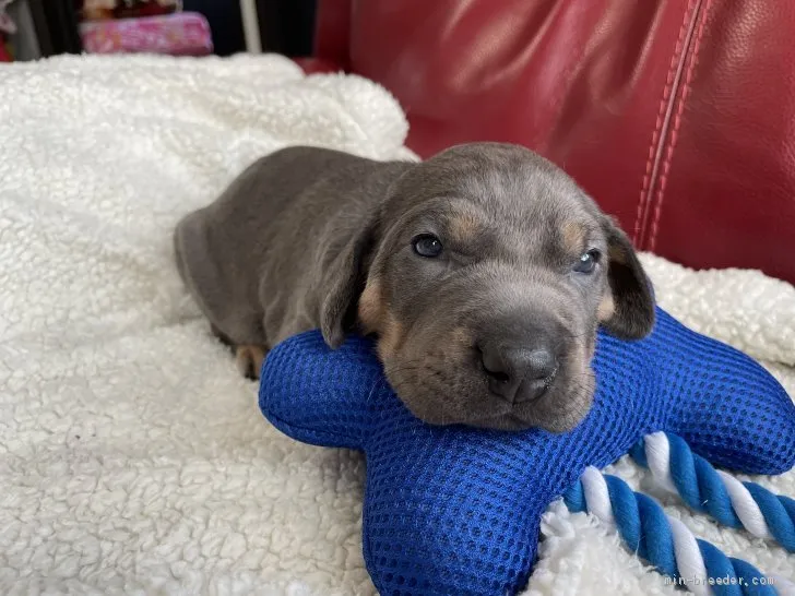 梅ちゃん 様のお迎えした子犬