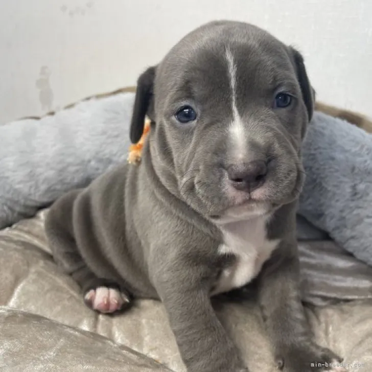 ID:2305-04640の子犬