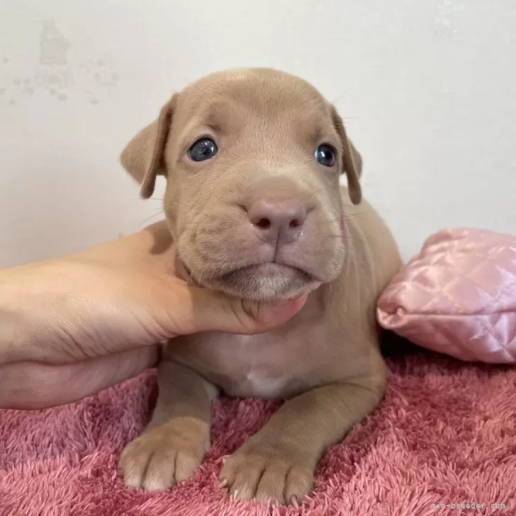 ID：2408-04656の子犬